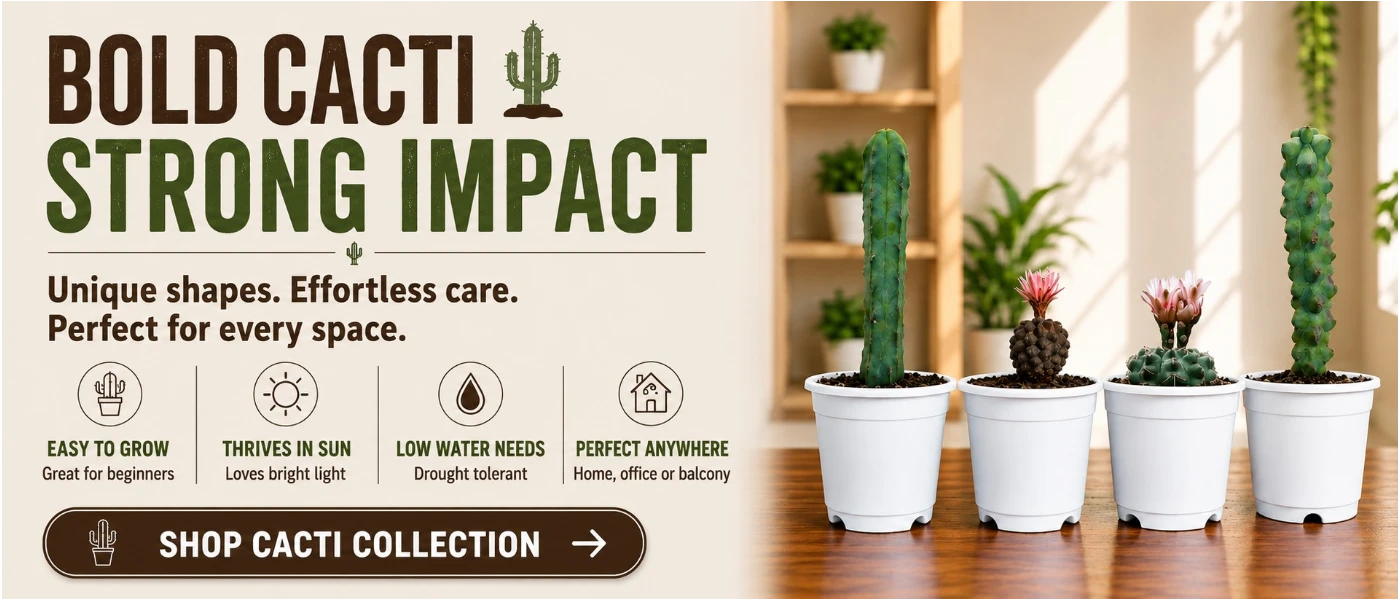 Buy indoor and outdoor cactus and more at Frek.in