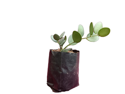 Dollar Plant - Xerosicyos danguyi - Unique and Whimsical Succulent - My Store