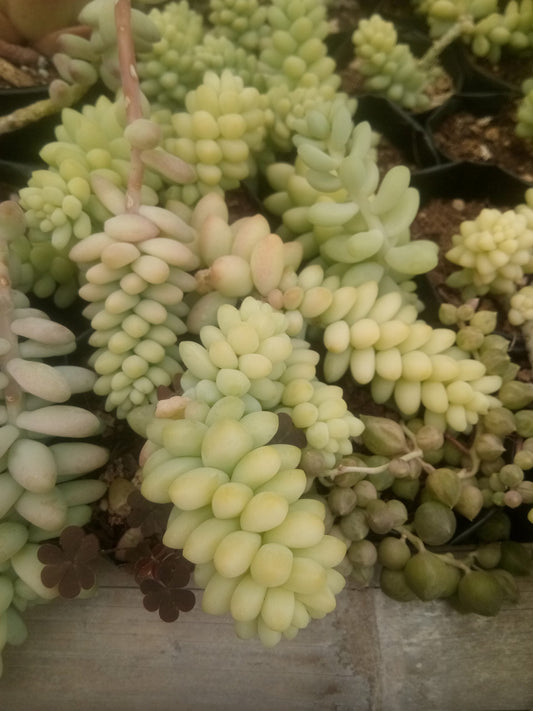Donkeys Tail (Burro's Tail) Succulent Variegated: Buy now at Frek! - My Store