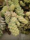 Sedum morganianum (Burro's Tail) Succulent Variegated: Buy now at Frek! – Bare-Rooted