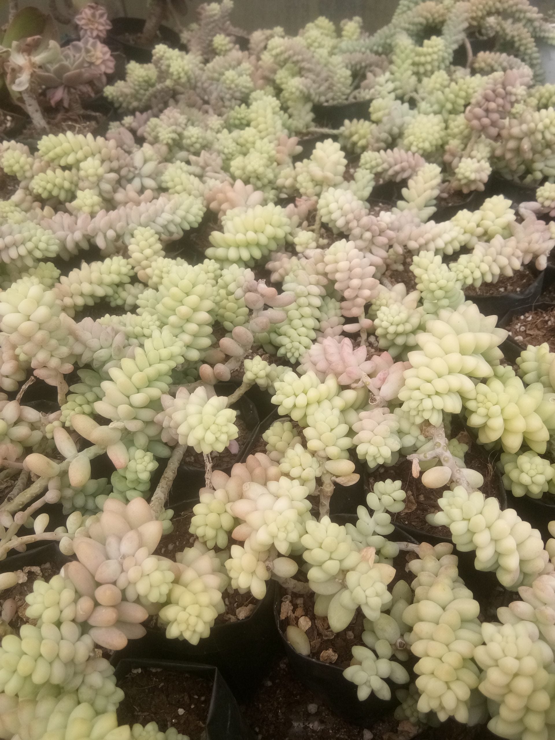 Donkeys Tail (Burro's Tail) Succulent Variegated: Buy now at Frek! - My Store
