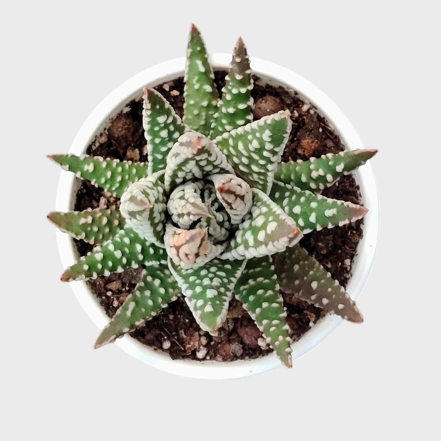 Haworthia Pumila 'Tears of Angel' Dotted – Collector Textured Succulent Indoor Plant | Perfect for Home Decor