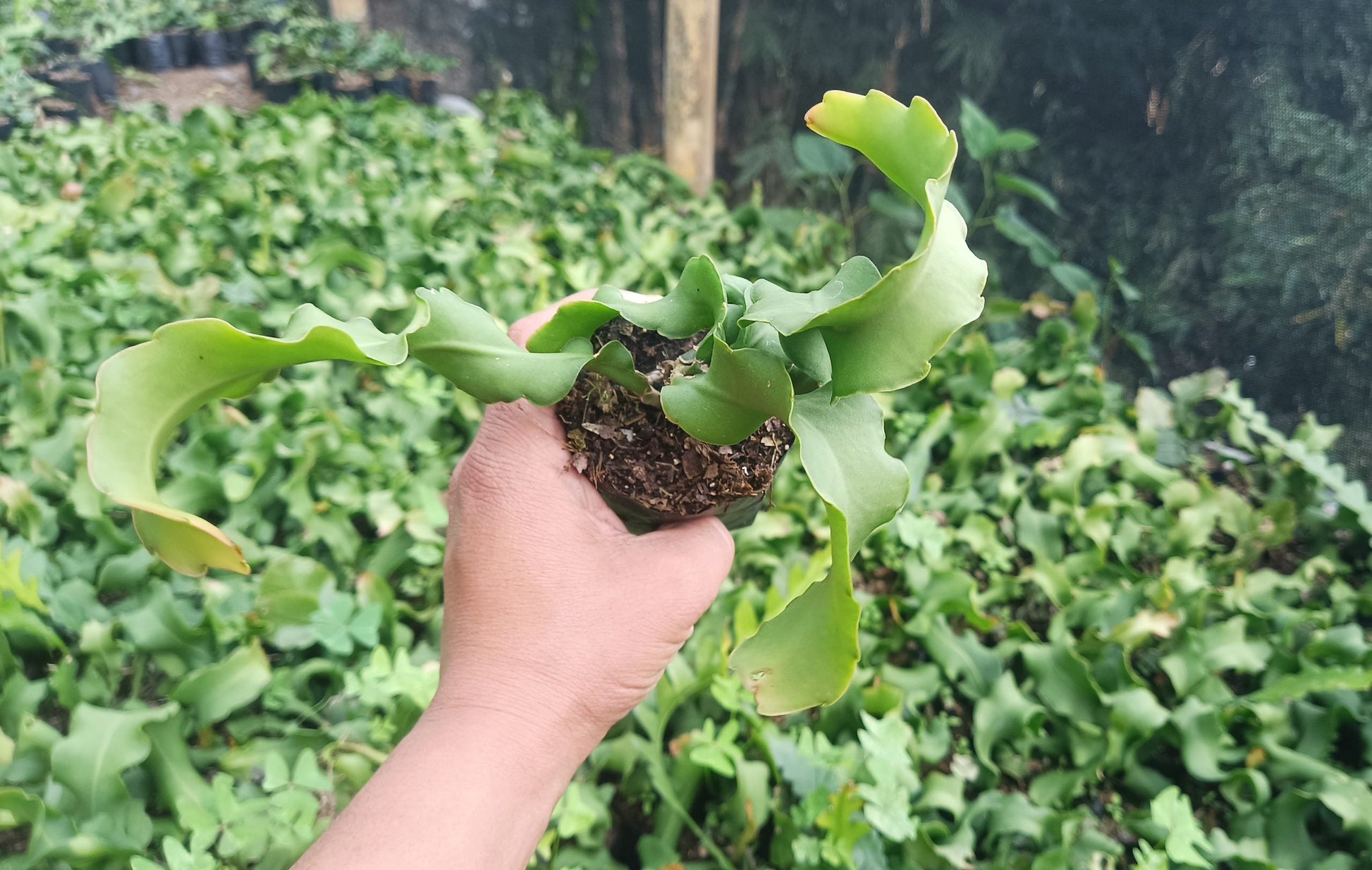 Dragon Fruit Plant - Vibrant Beauty with Delicious Rewards - My Store