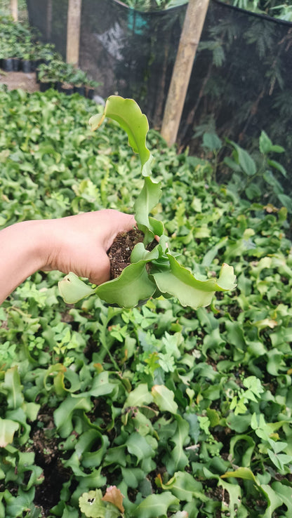 Dragon Fruit Plant - Vibrant Beauty with Delicious Rewards - My Store