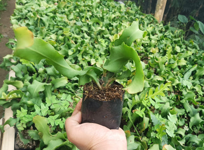 Dragon Fruit Plant - Vibrant Beauty with Delicious Rewards - My Store
