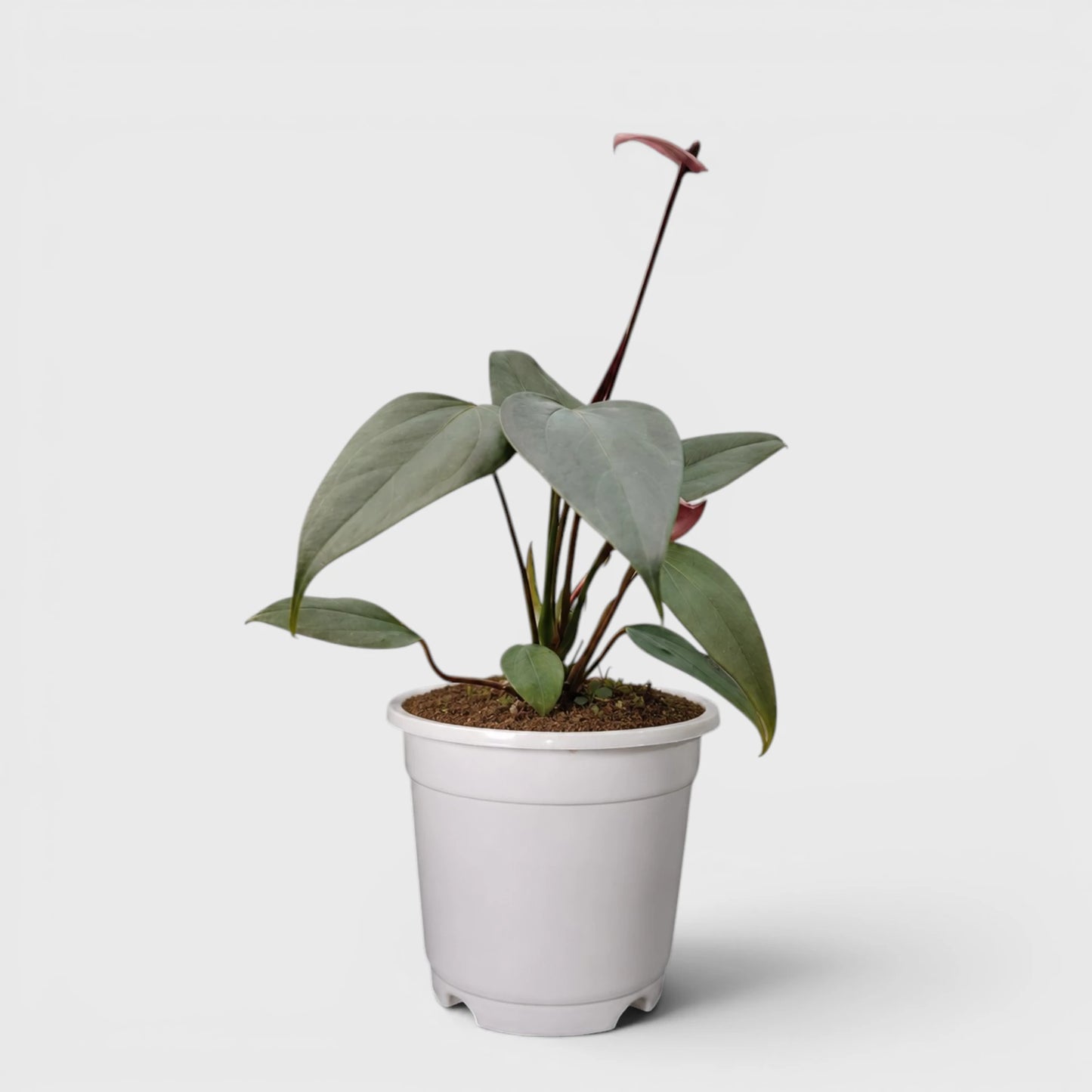 Dwarf Anthurium – Compact Flowering Anthurium | Premium Indoor Plant for Home & Office