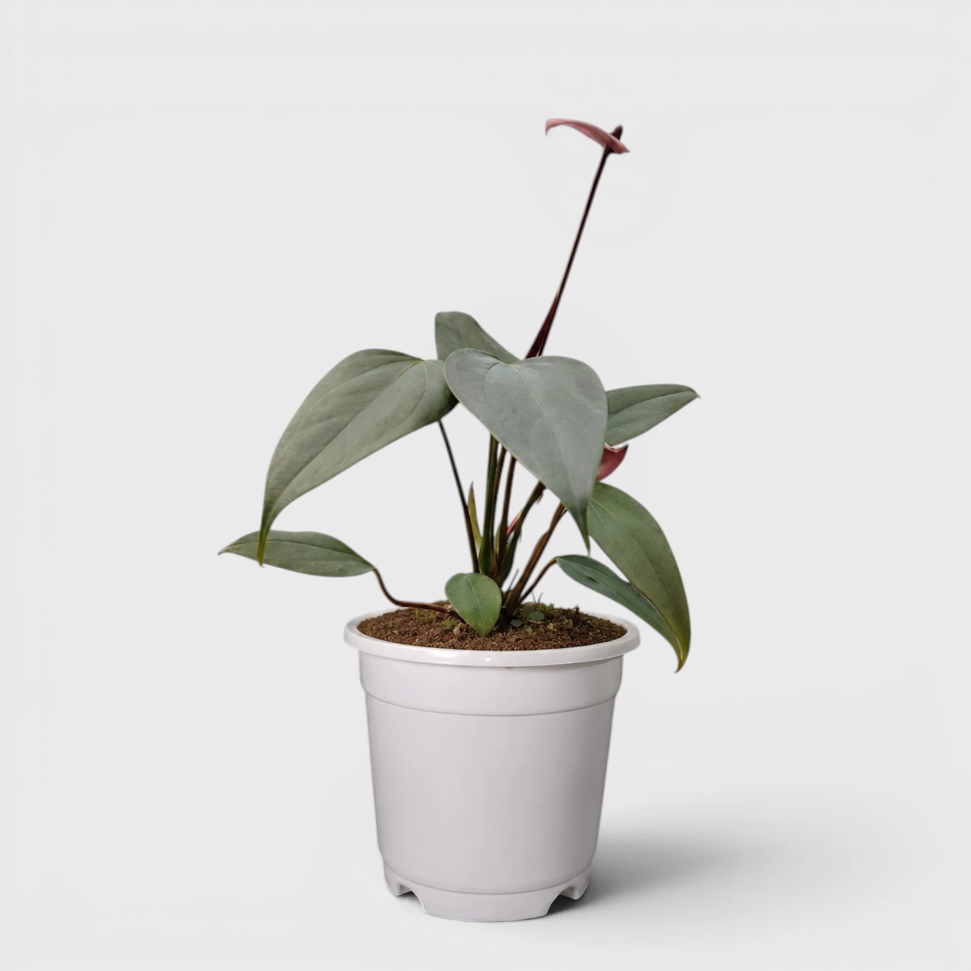 Dwarf Anthurium – Compact Flowering Anthurium | Premium Indoor Plant for Home & Office