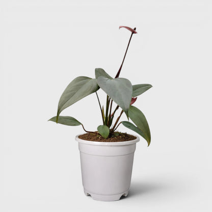 Dwarf Anthurium – Compact Flowering Anthurium | Premium Indoor Plant for Home & Office
