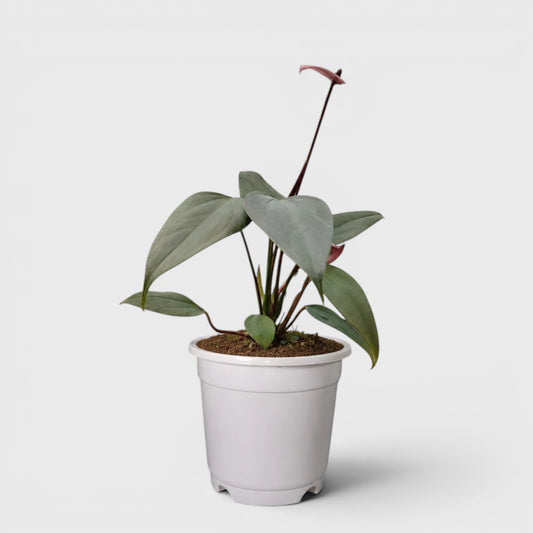 Dwarf Anthurium – Compact Flowering Anthurium | Premium Indoor Plant for Home & Office