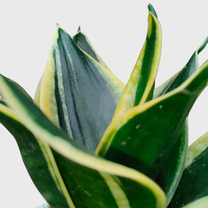 Dwarf Marginata variegated snake plant