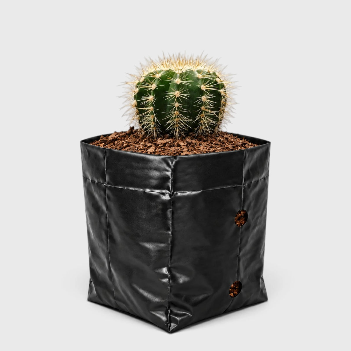 Parodia Magnifica Cactus – Mature Well-Rooted Live Plant