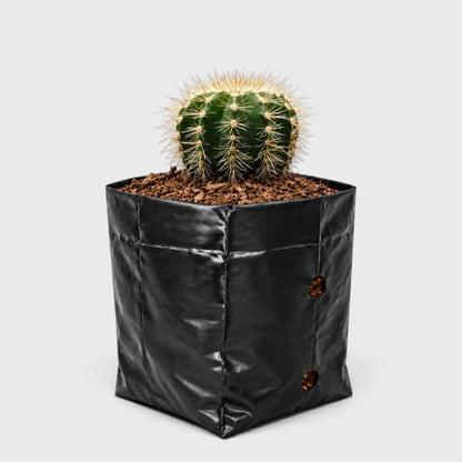 Parodia Magnifica Cactus – Mature Well-Rooted Live Plant