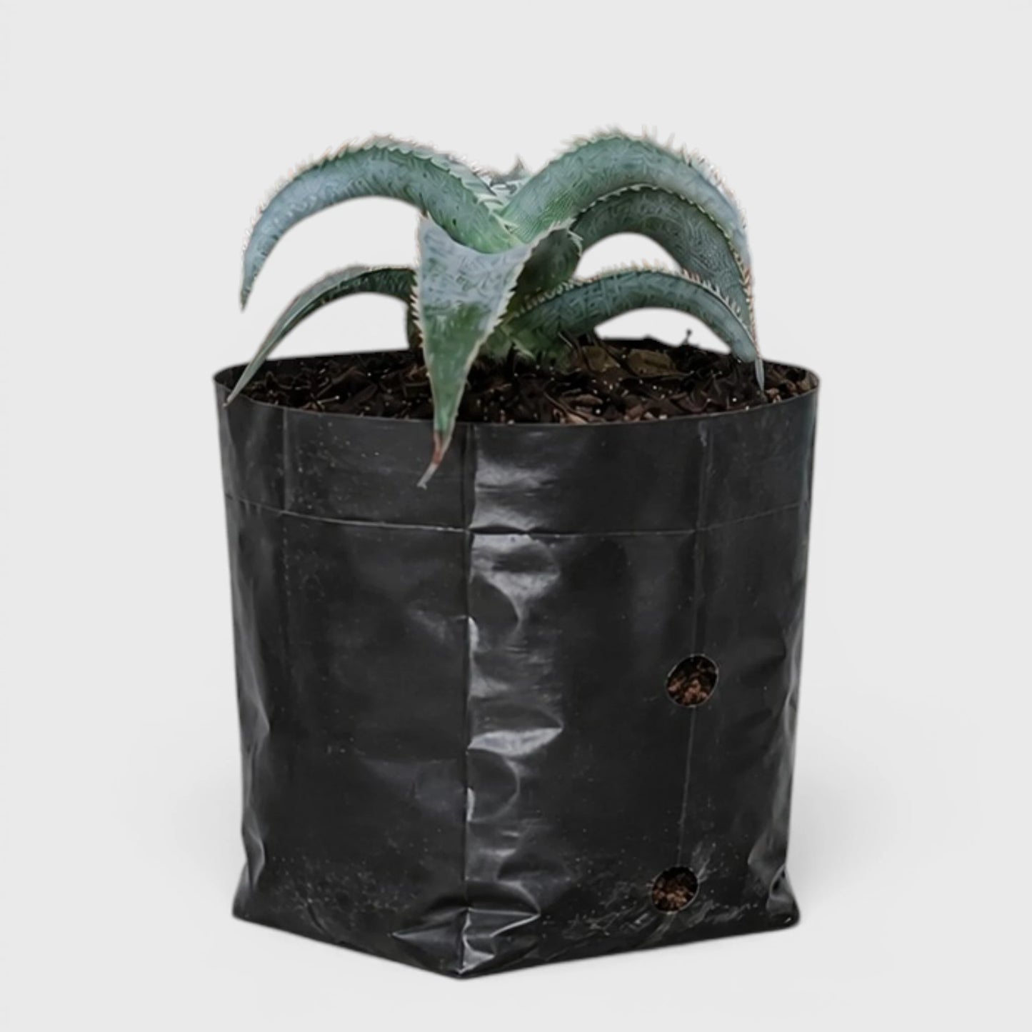 Dyckia marnier-lapostollei | Rare Silver Dyckia Bromeliad