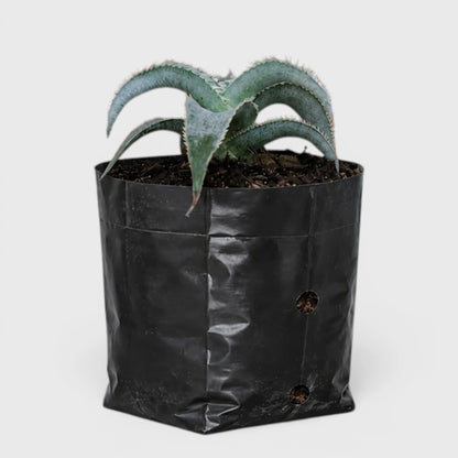 Dyckia marnier-lapostollei | Rare Silver Dyckia Bromeliad