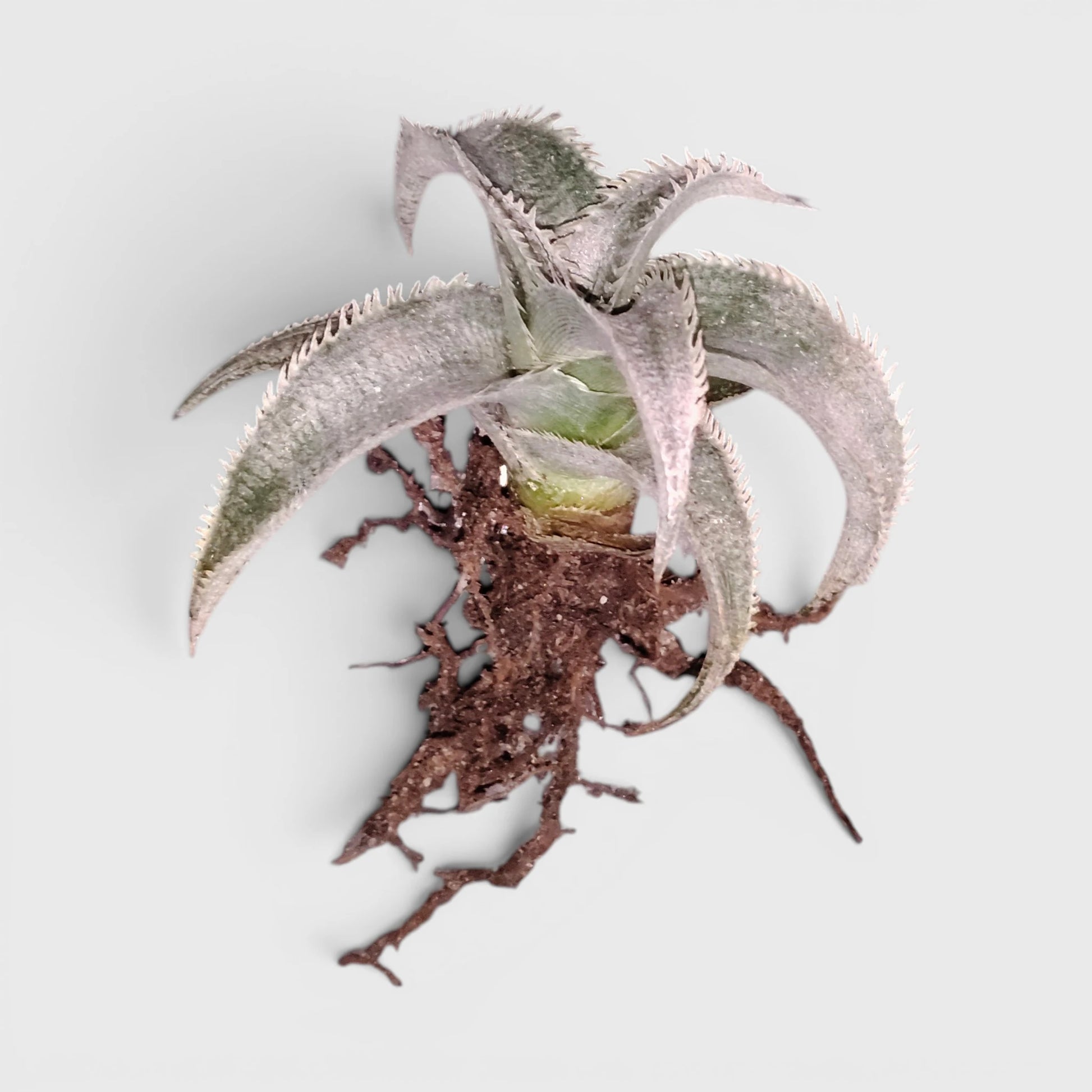 Dyckia marnier-lapostollei | Rare Silver Dyckia Bromeliad
