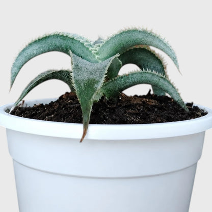 Dyckia marnier-lapostollei | Rare Silver Dyckia Bromeliad