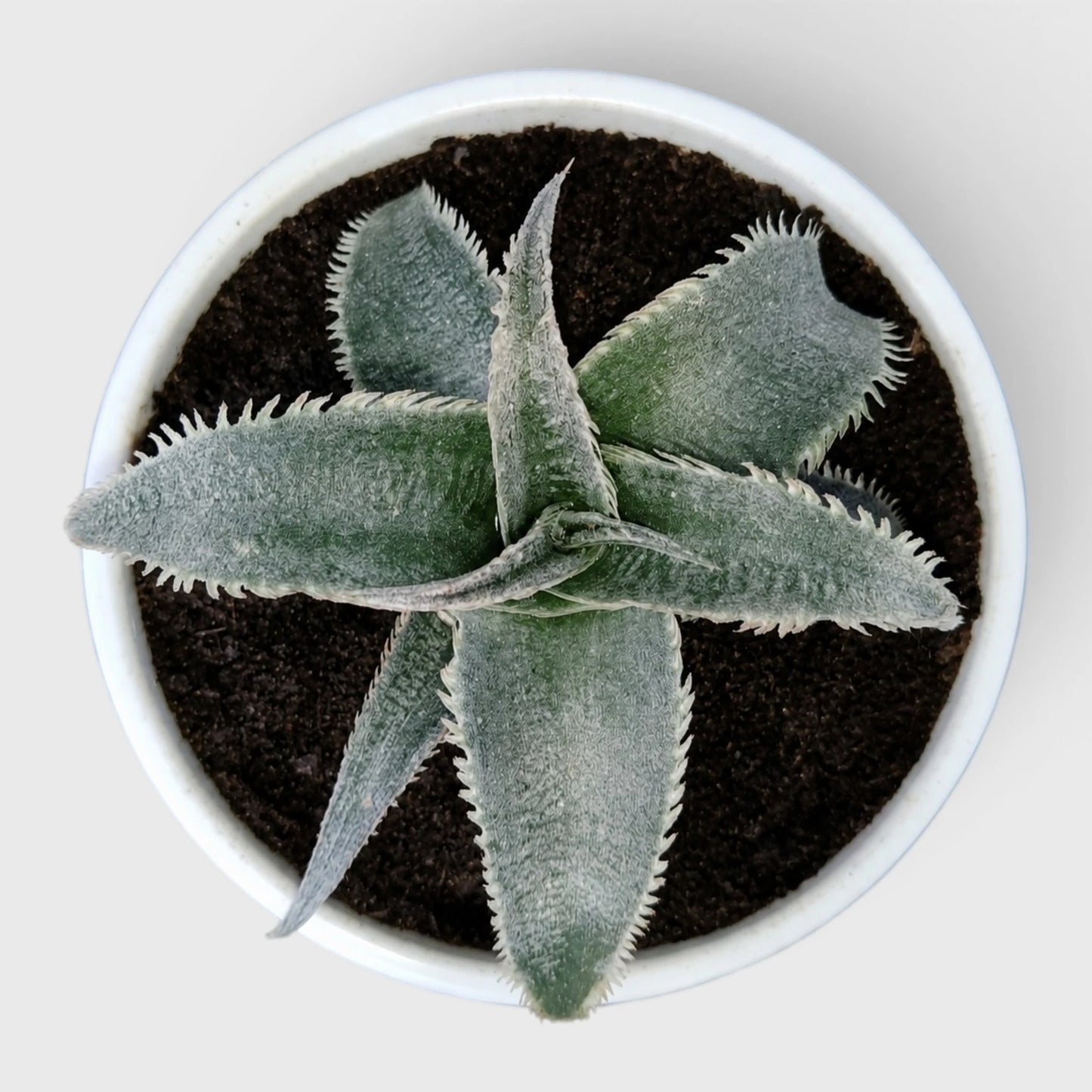 Dyckia marnier-lapostollei | Rare Silver Dyckia Bromeliad