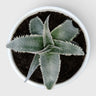 Dyckia marnier-lapostollei | Rare Silver Dyckia Bromeliad