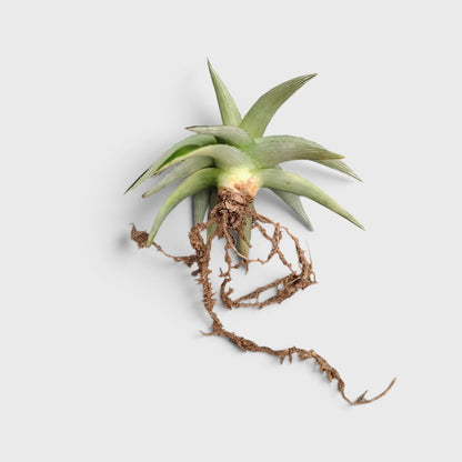 Dyckia Moonglow – Mature Well-Rooted Live Plant