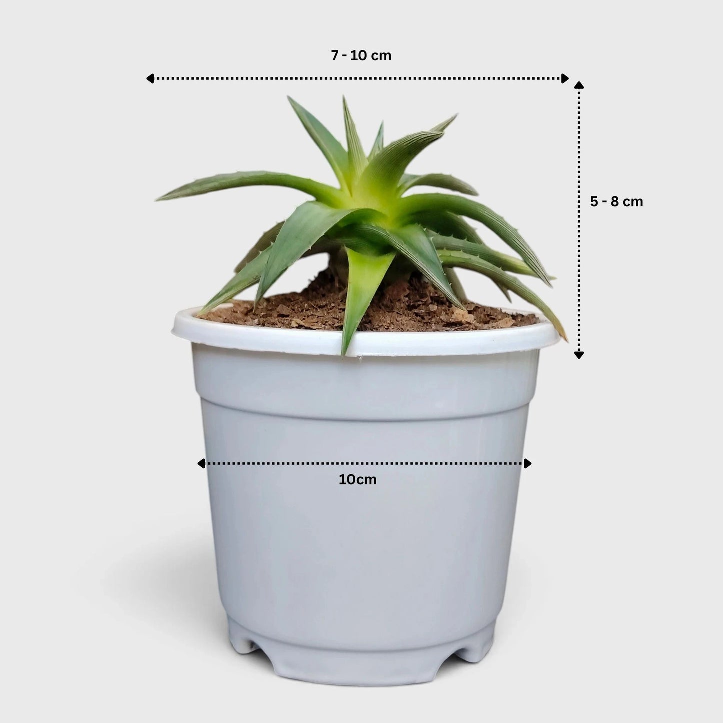 Dyckia Moonglow – Mature Well-Rooted Live Plant