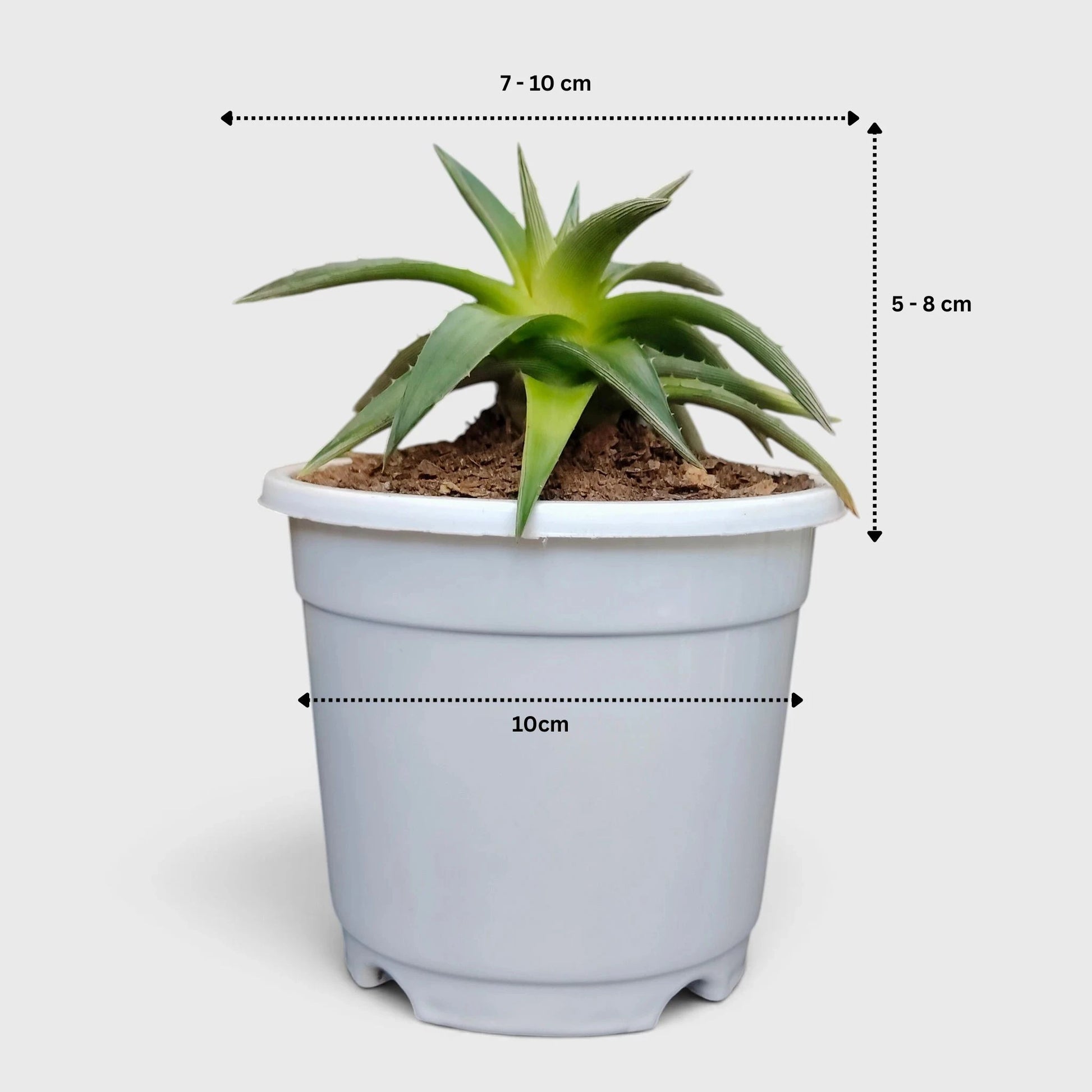 Dyckia Moonglow – Mature Well-Rooted Live Plant