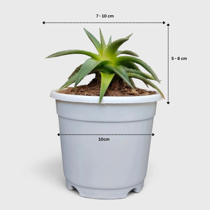 Dyckia Moonglow – Mature Well-Rooted Live Plant