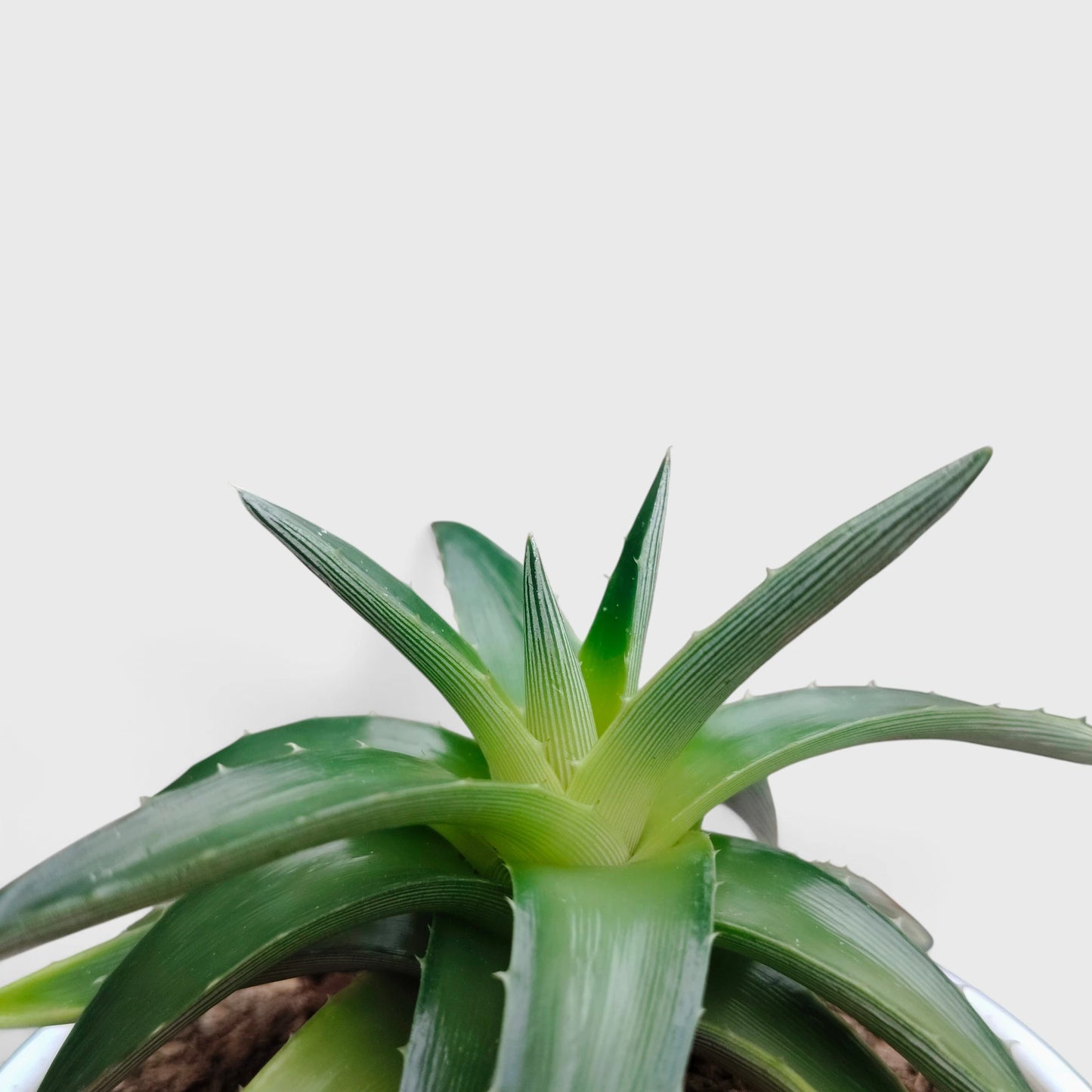 Dyckia Moonglow – Mature Well-Rooted Live Plant