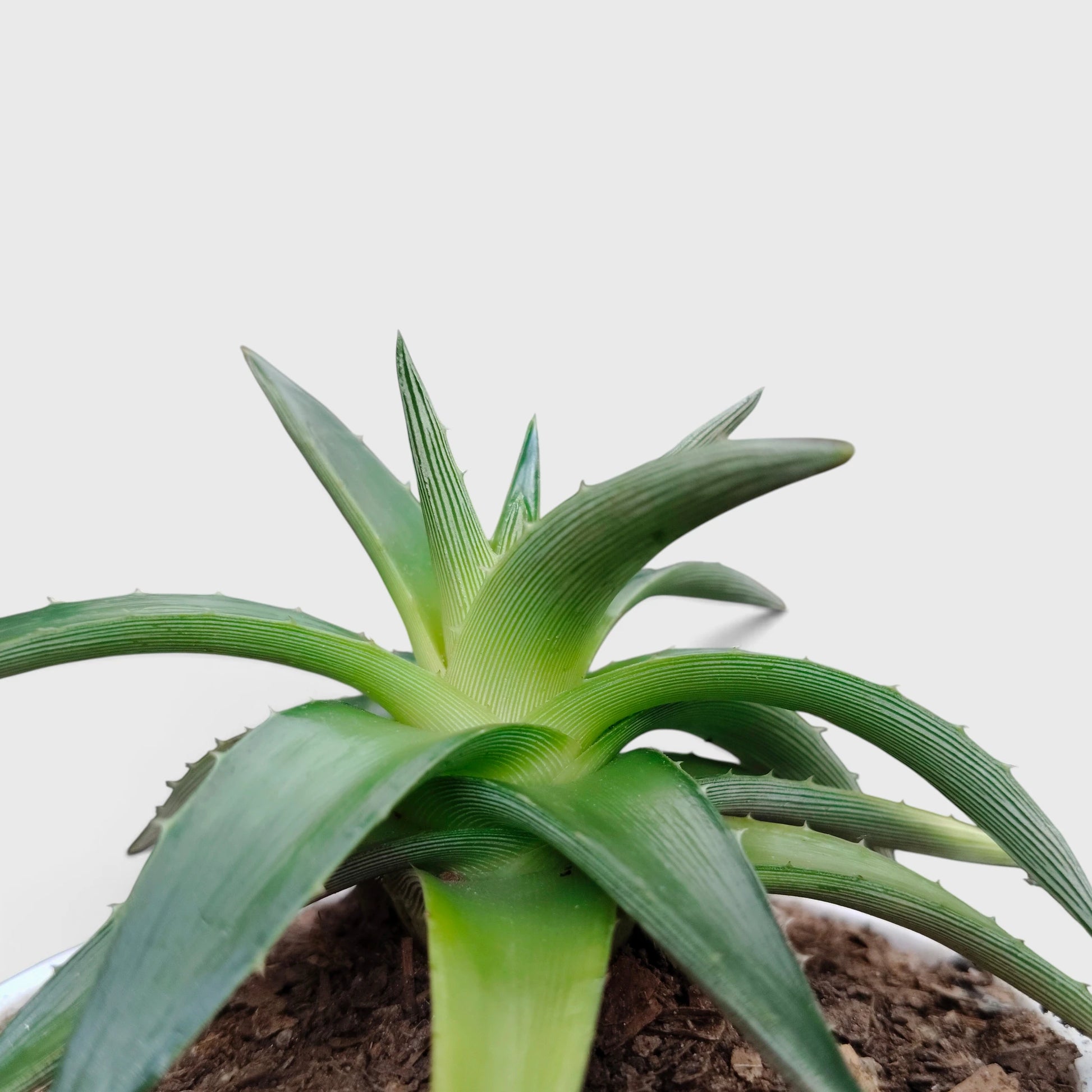Dyckia Moonglow – Mature Well-Rooted Live Plant