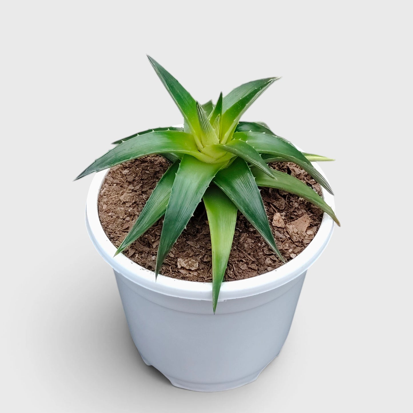 Dyckia Moonglow – Mature Well-Rooted Live Plant