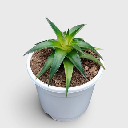 Dyckia Moonglow – Mature Well-Rooted Live Plant