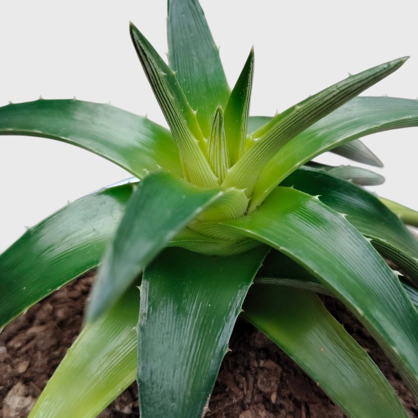Dyckia Moonglow – Mature Well-Rooted Live Plant