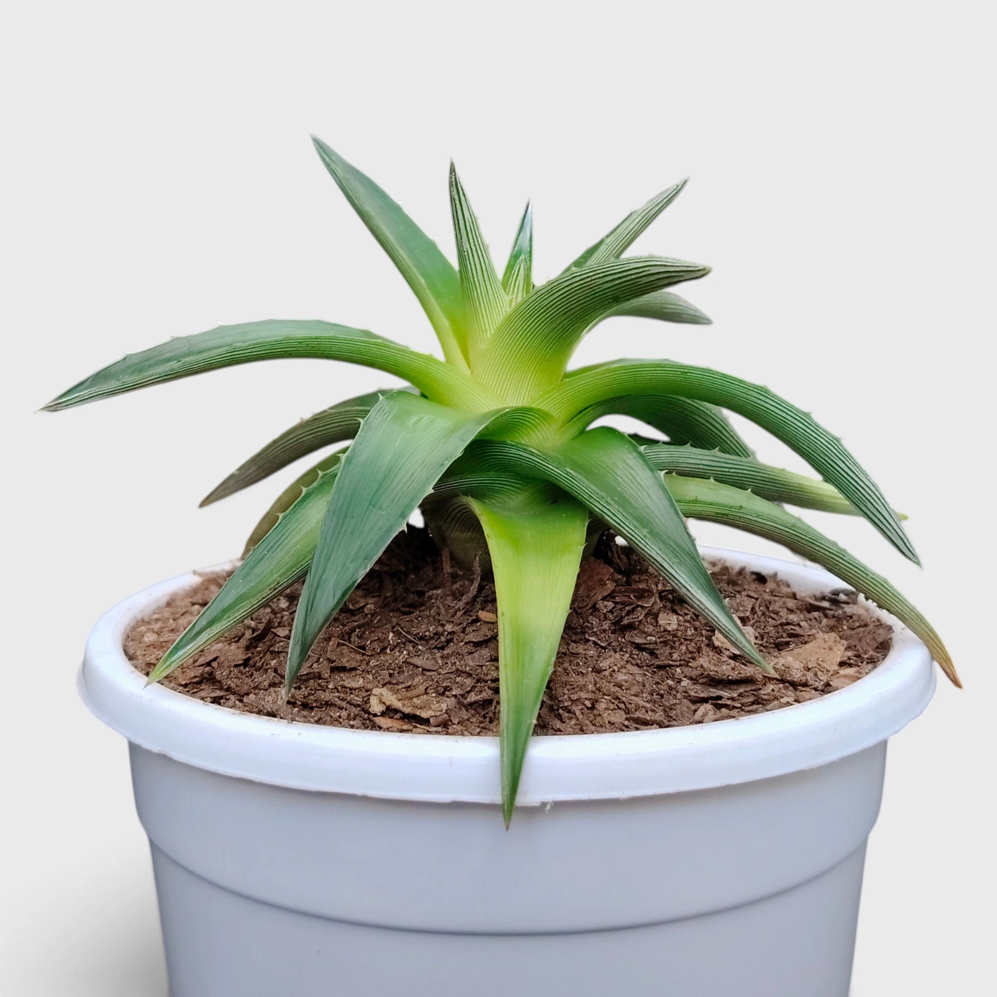 Dyckia Moonglow – Mature Well-Rooted Live Plant