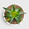 Dyckia Moonglow – Mature Well-Rooted Live Plant