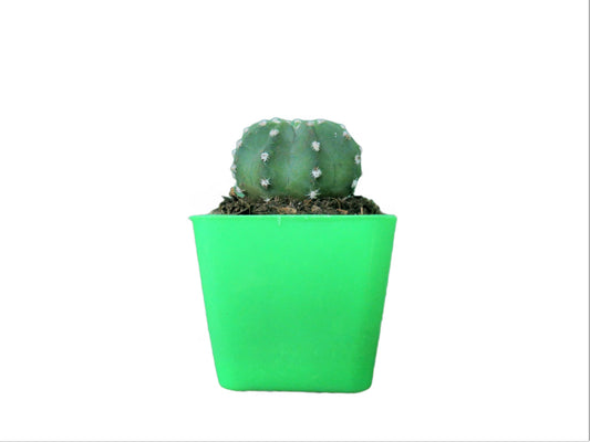 Easter Lily (Echinopsis Subdenudata) Cactus Revealed - My Store