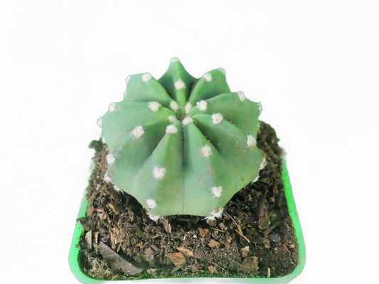 Easter Lily (Echinopsis Subdenudata) Cactus Revealed - My Store