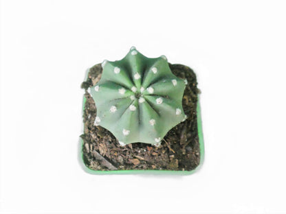 Easter Lily (Echinopsis Subdenudata) Cactus Revealed - My Store