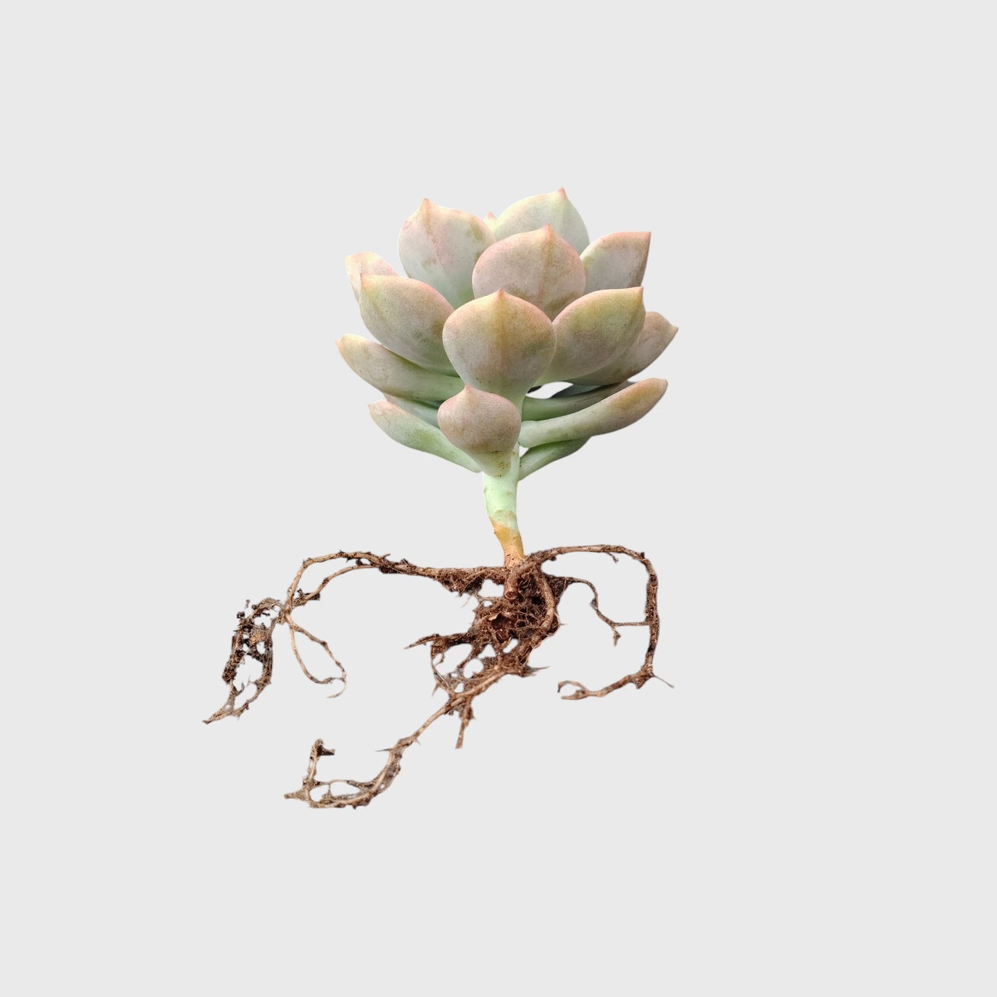 Graptoveria Titubans: Enhance Your Space with the Perfect Succulent for Home, Office, and Garden – Bare-Rooted