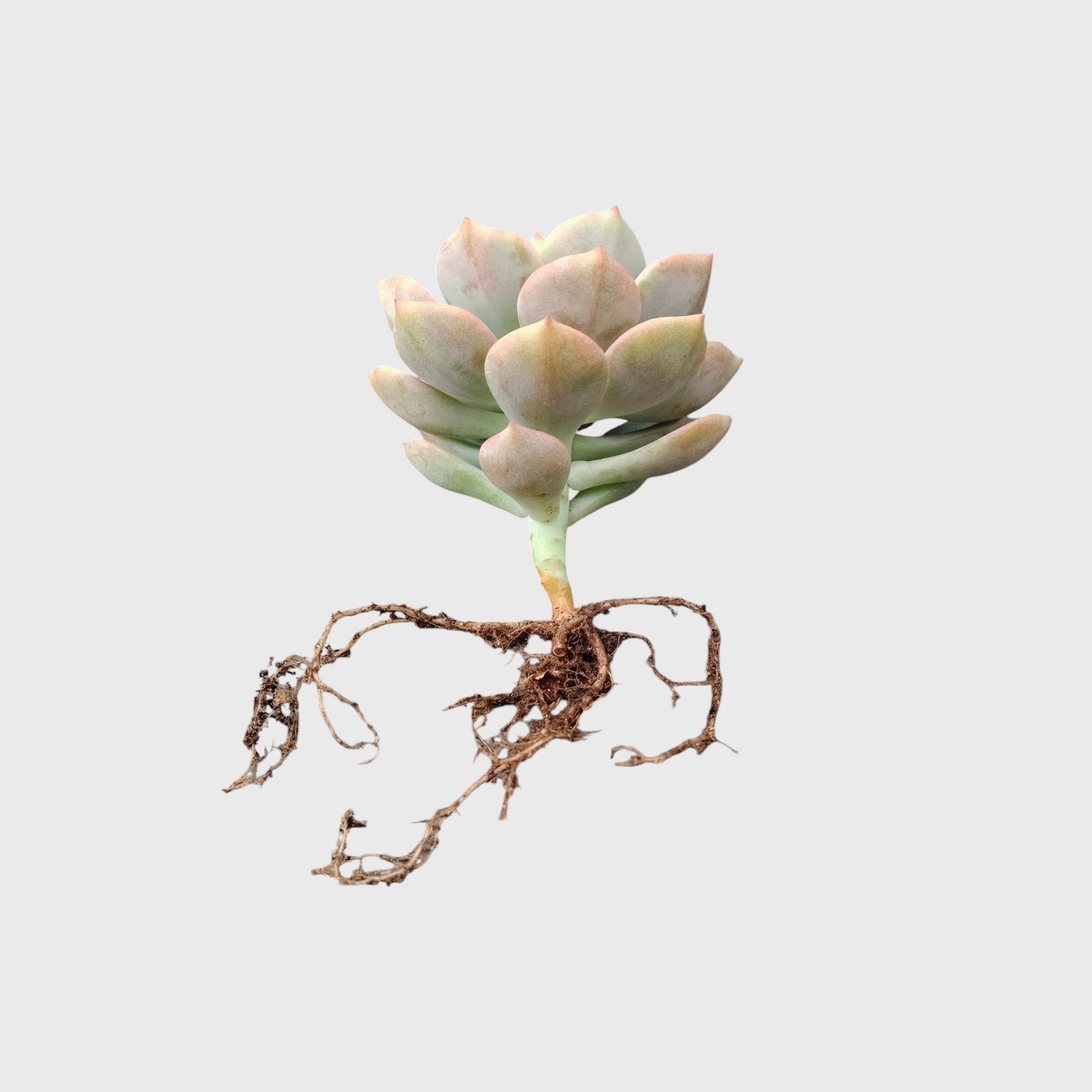 Graptoveria Titubans: Enhance Your Space with the Perfect Succulent for Home, Office, and Garden – Bare-Rooted