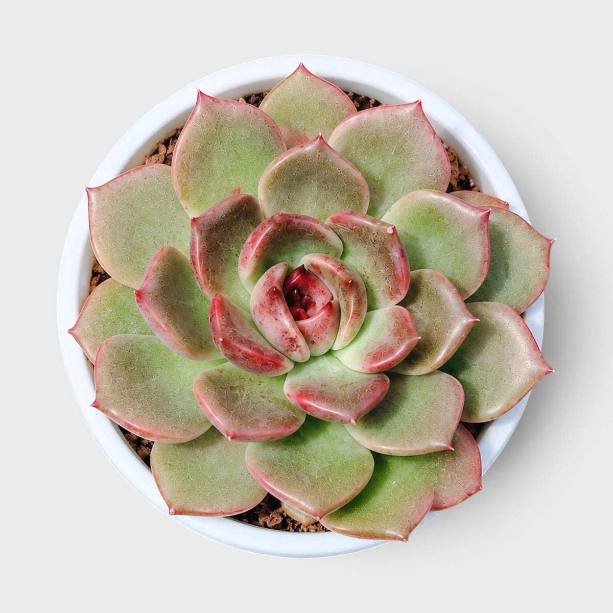 5 Echeveria Succulent Plants Collection – Colourful, Well-Rooted Rosettes