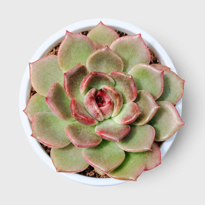 5 Echeveria Succulent Plants Collection – Colourful, Well-Rooted Rosettes