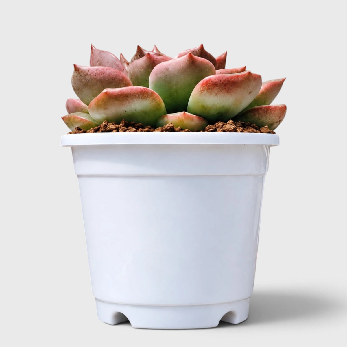 5 Echeveria Succulent Plants Collection – Colourful, Well-Rooted Rosettes