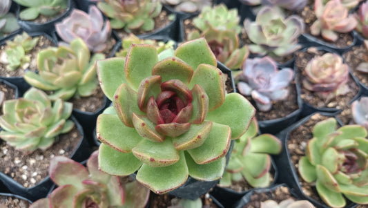 Echeveria Agavoides Black Queen Succulent: Elegant and Unique! - My Store