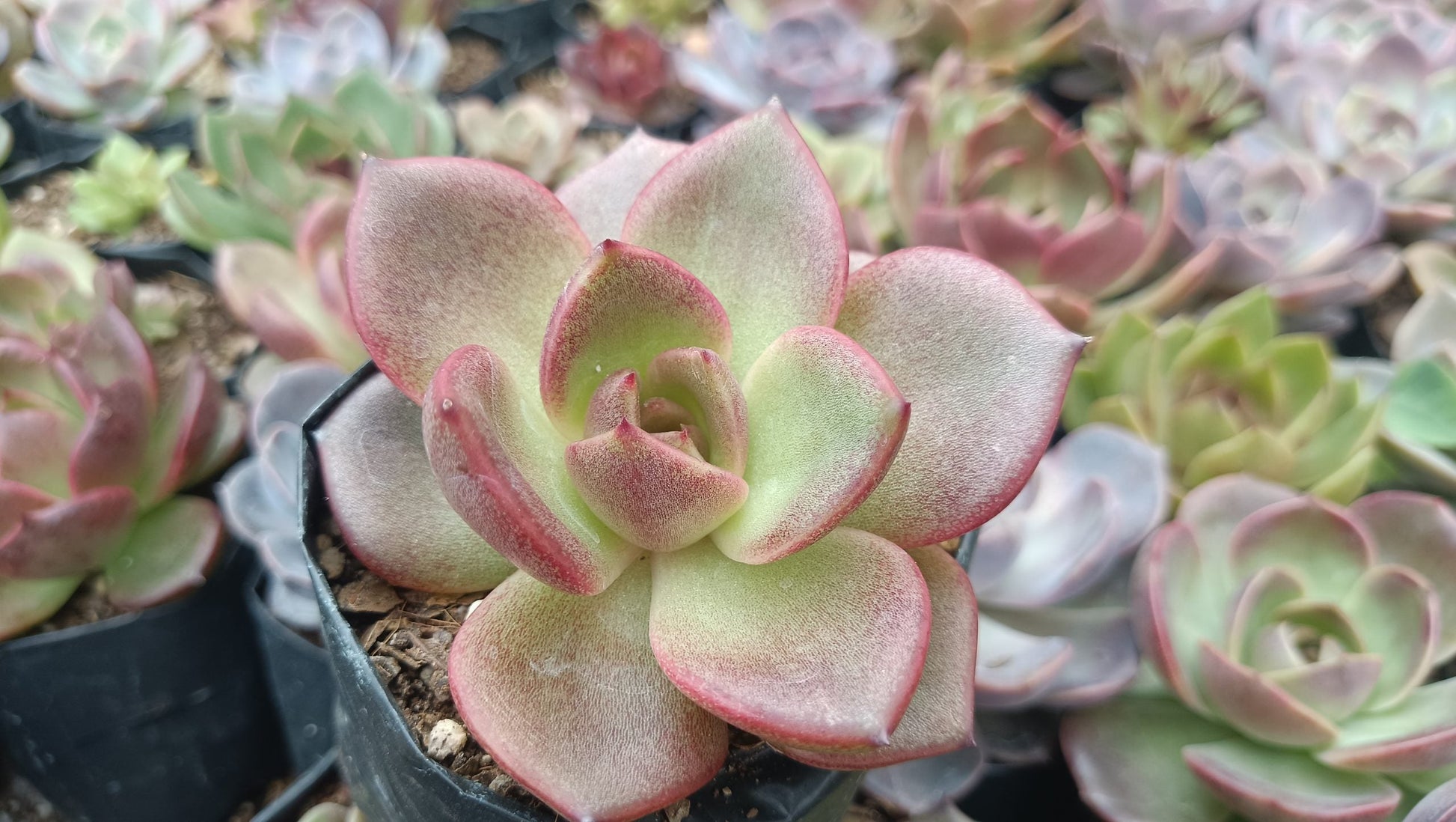 Echeveria Agavoides Blood Maria Hybrid Succulent: Vibrant and Elegant! - My Store