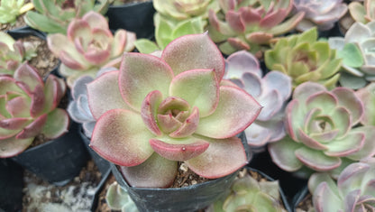 Echeveria Agavoides Blood Maria Hybrid Succulent: Vibrant and Elegant! - My Store