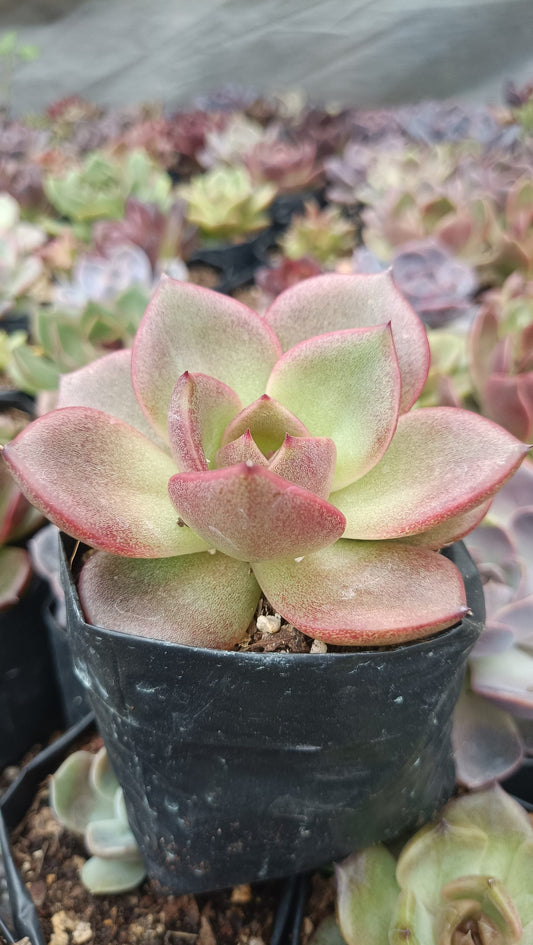Echeveria Agavoides Blood Maria Hybrid Succulent: Vibrant and Elegant! - My Store