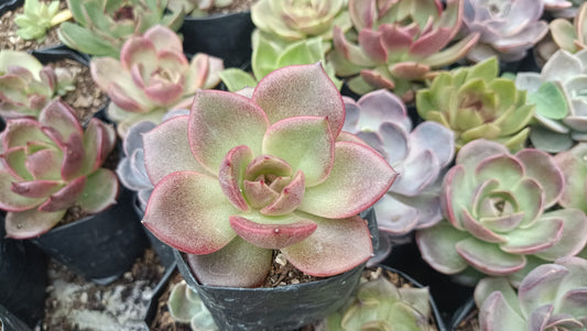 Echeveria Agavoides Blood Maria Hybrid Succulent: Vibrant and Elegant! - My Store