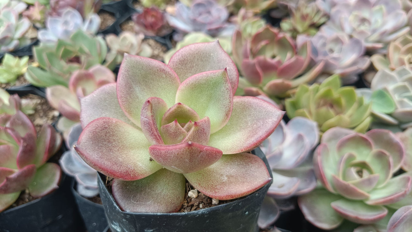 Echeveria Agavoides Blood Maria Hybrid Succulent: Vibrant and Elegant! - My Store