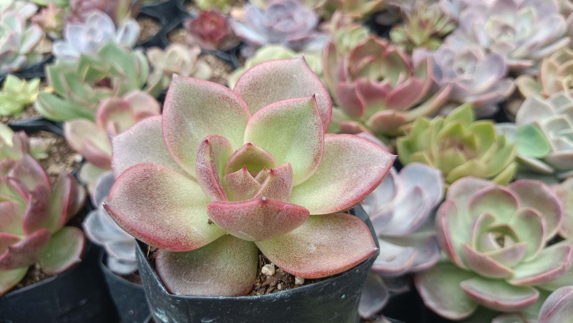 Echeveria Agavoides Blood Maria Hybrid Succulent: Vibrant and Elegant! - My Store