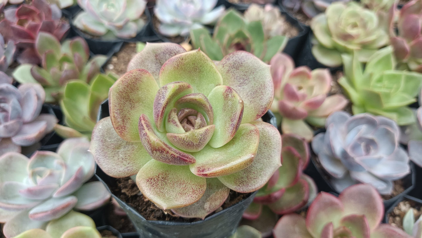 Echeveria Agavoides Blood Maria Succulent - Fiery Red Beauty for Any Space - My Store