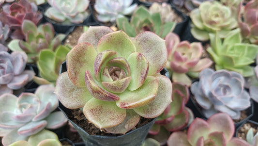 Echeveria Agavoides Blood Maria Succulent - Fiery Red Beauty for Any Space - My Store